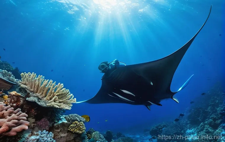 팔라우에서 스쿠버다이빙하기 좋은 계절 - **"Golden Season" Manta Ray Encounter**
    A breathtaking underwater scene in Palau during the dry ...